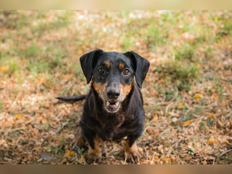 Chip 289995 sucht ein zu Hause