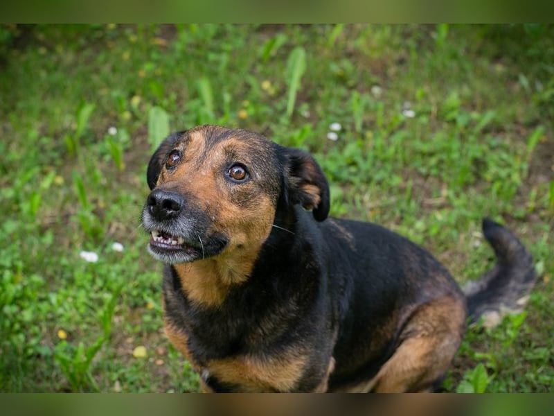 Chip 291029 sucht ein Zuhause