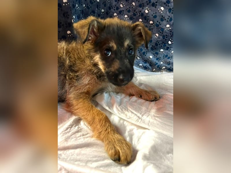 Chip 284004 sucht ein Zuhause