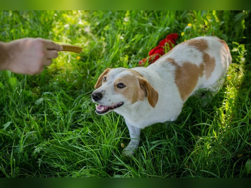 Biscuit sucht ein Zuhause