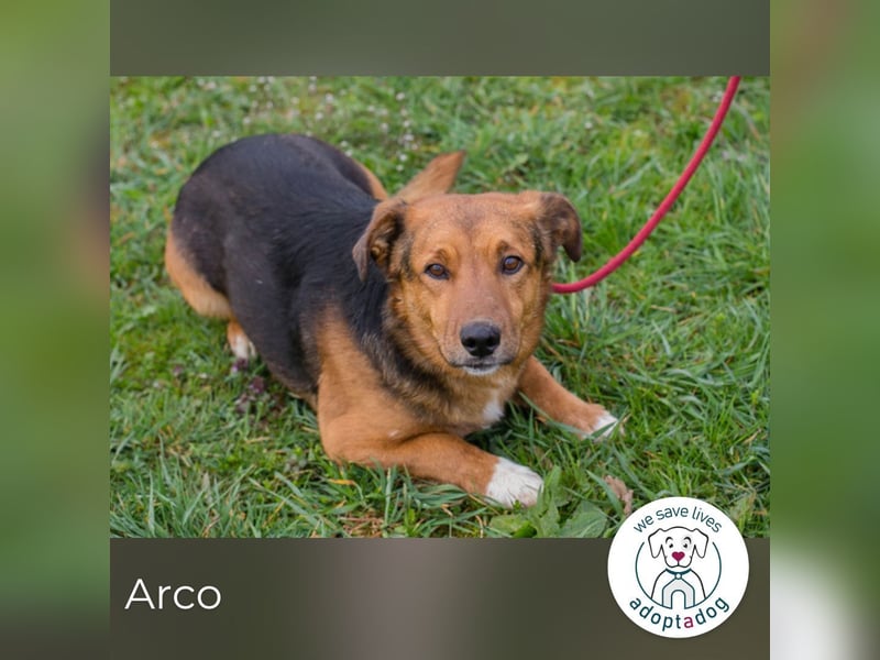Arco sucht ein Zuhause