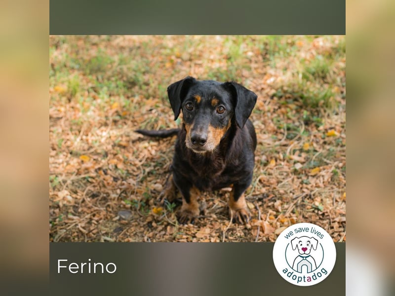Ferino 289995 sucht ein zu Hause