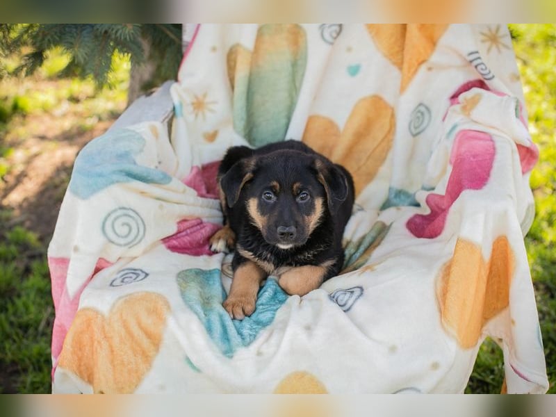 Chip 271308 sucht ein Zuhause