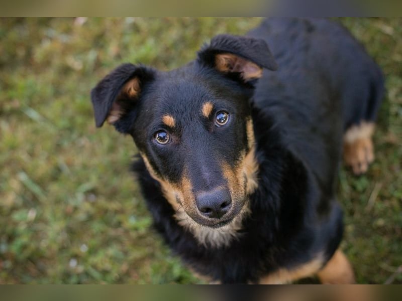 Chip 255969 sucht ein Zuhause