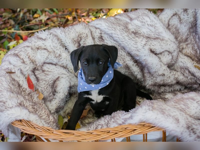 Chip 256873: Hundekind sucht ein Zuhause