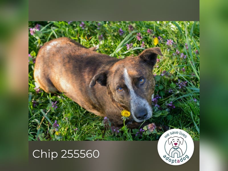 Chip 255560 sucht ein Zuhause