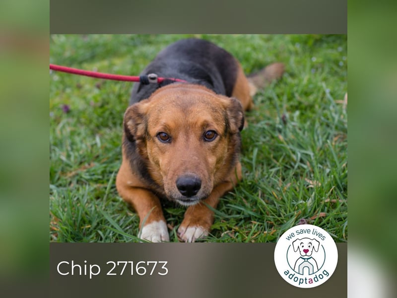 Chip 271673 sucht ein Zuhause