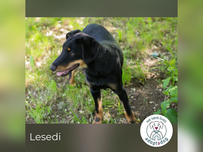 Lesedi sucht ein Zuhause