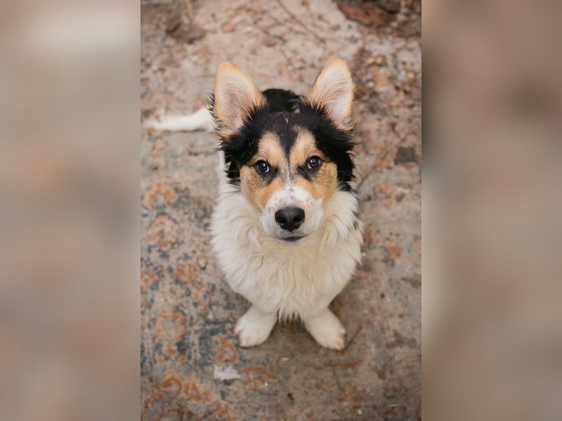 Gino: sucht ein Zuhause