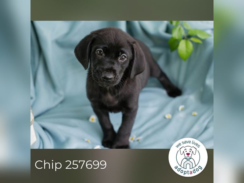 Chip 257699 sucht ein Zuhause
