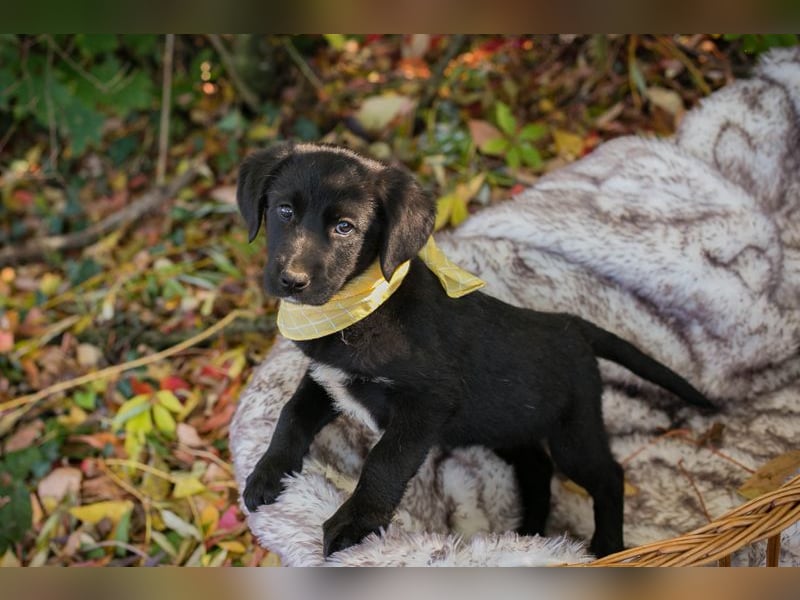 Chip 275179: Hundekind sucht ein Zuhause