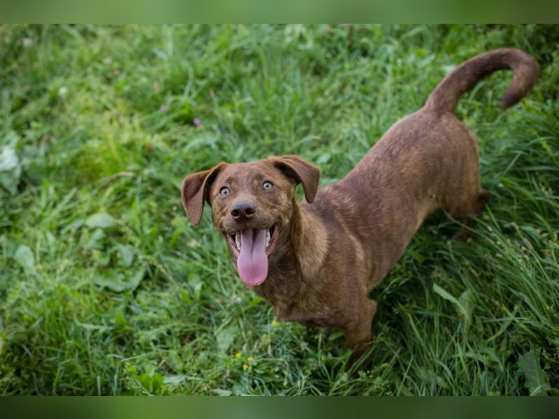 Monty sucht ein Zuhause