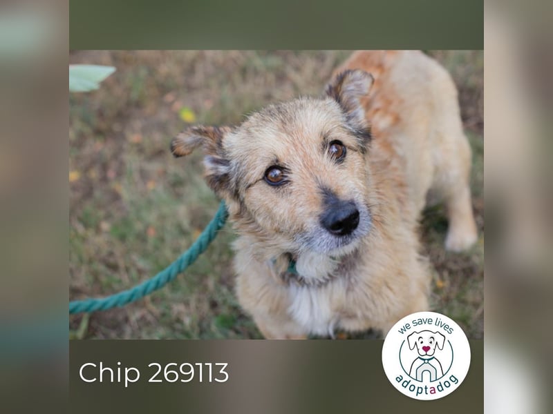 Chip 269113 sucht ein Zuhause
