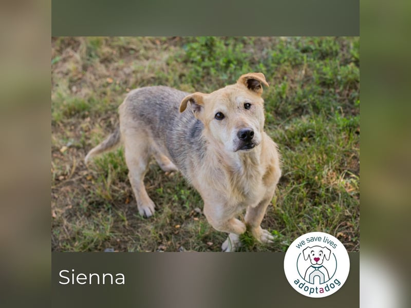 Sienna 2169668 sucht ein zu Hause