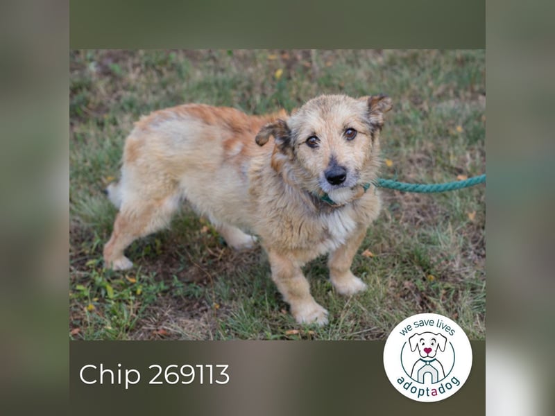 Chip 269113 sucht ein Zuhause