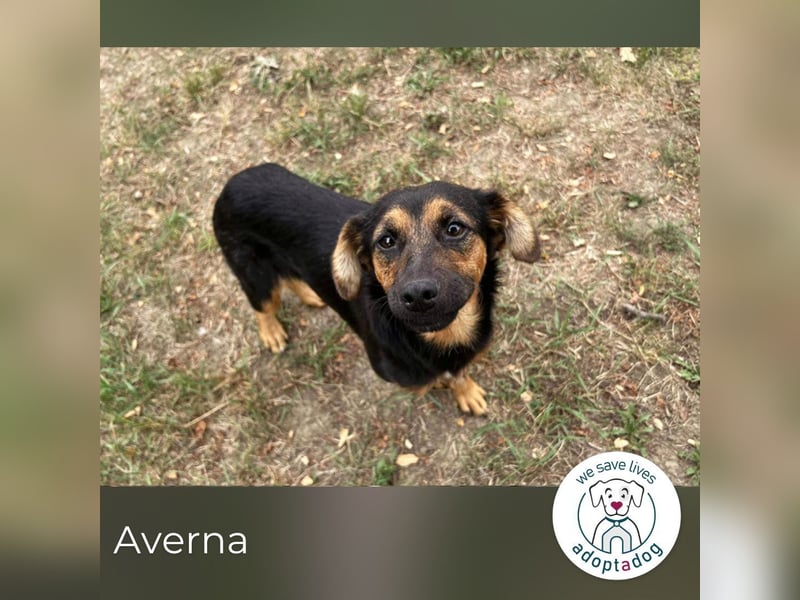 Averna: Zarte kleine Seele