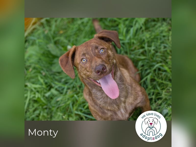 Monty sucht ein Zuhause