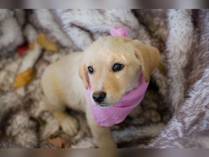 Chip 256635: Hundekind sucht ein Zuhause