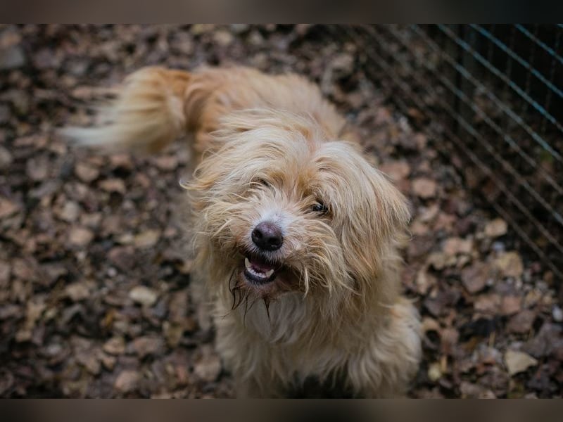 Chip 223139: Sucht ein Zuhause