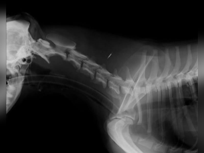 Sidney: Ein Wunder auf vier Pfoten