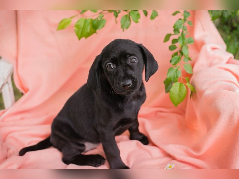 Chip 268167 sucht ein Zuhause
