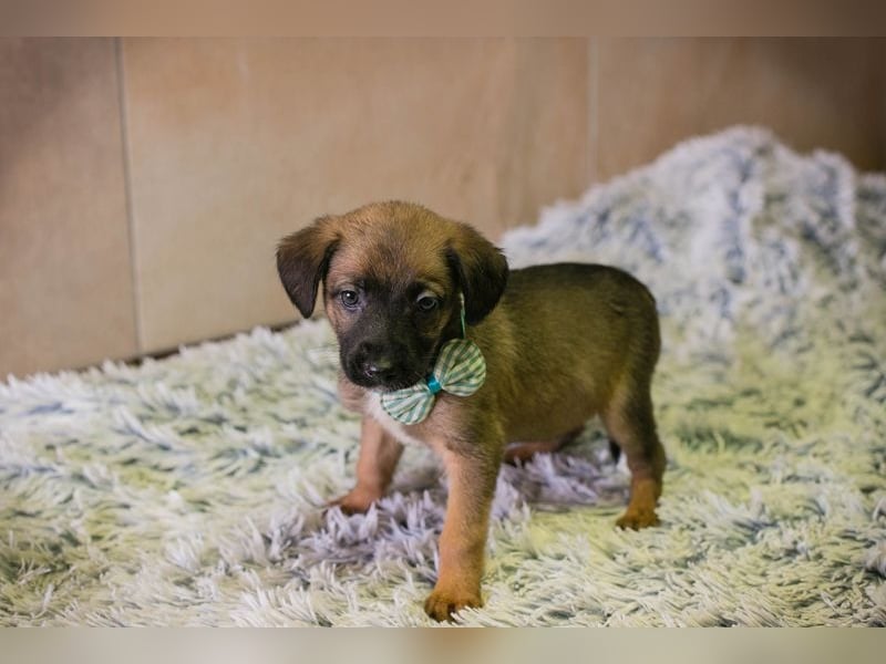 Lucky sucht ein Zuhause