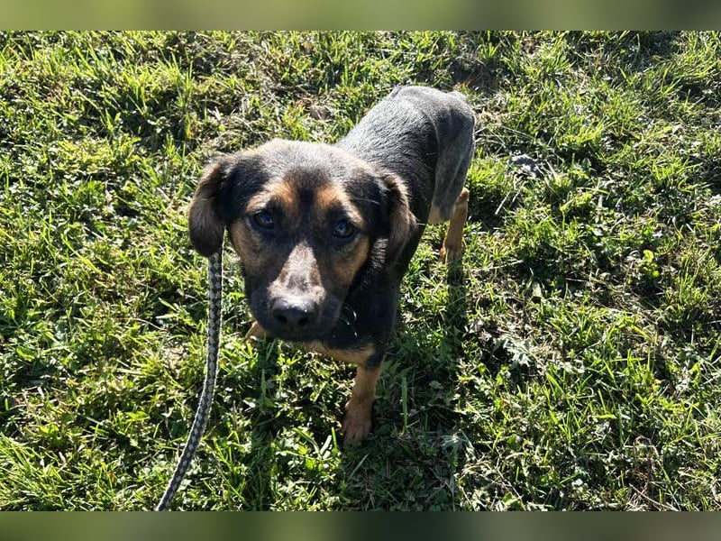 Averna: Zarte kleine Seele