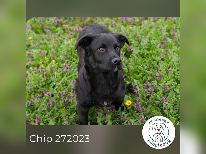 Chip 272023 sucht ein Zuhause