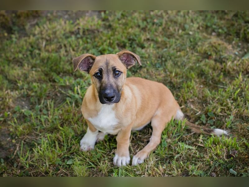 Chip 267946 sucht ein Zuhause