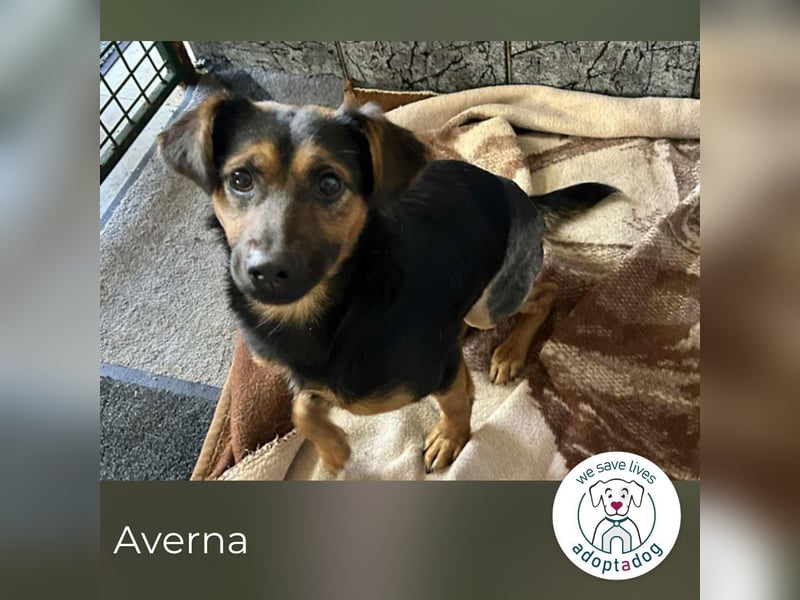 Averna: sucht ein Zuhause