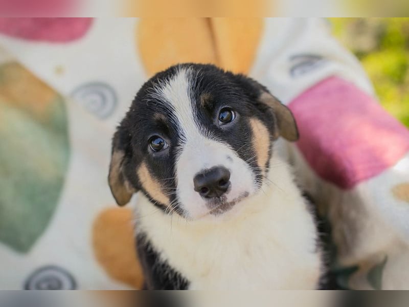 Mirco sucht ein Zuhause