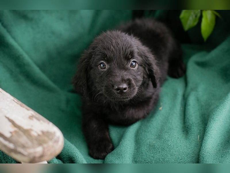 Chip 254222 sucht ein Zuhause