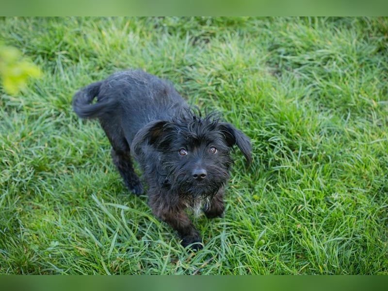 Grumpy sucht ein Zuhause