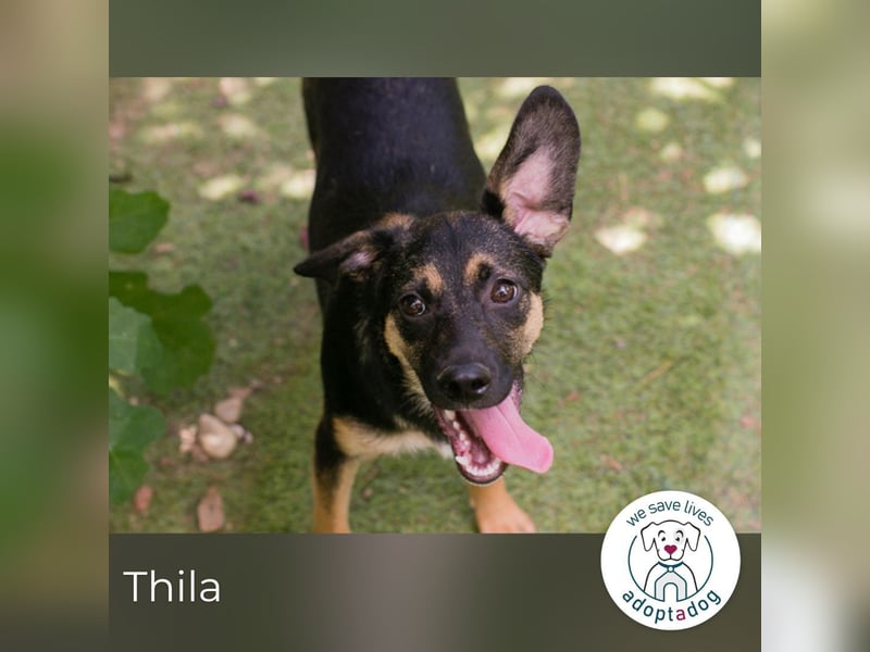 Thila sucht ein Zuhause