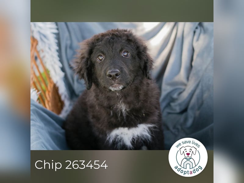 Chip 263454 sucht ein Zuhause