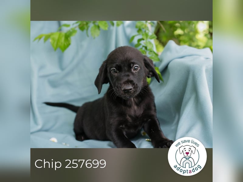 Chip 257699 sucht ein Zuhause