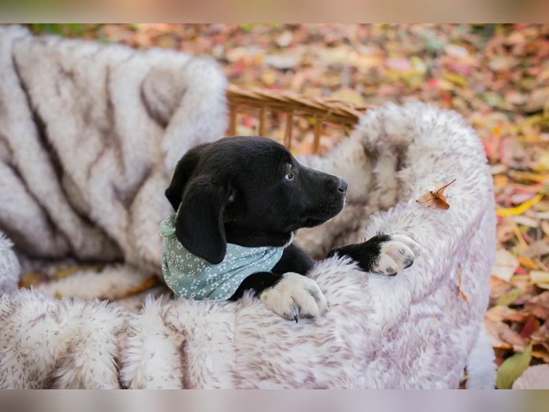 Milo II: Hundekind sucht ein Zuhause