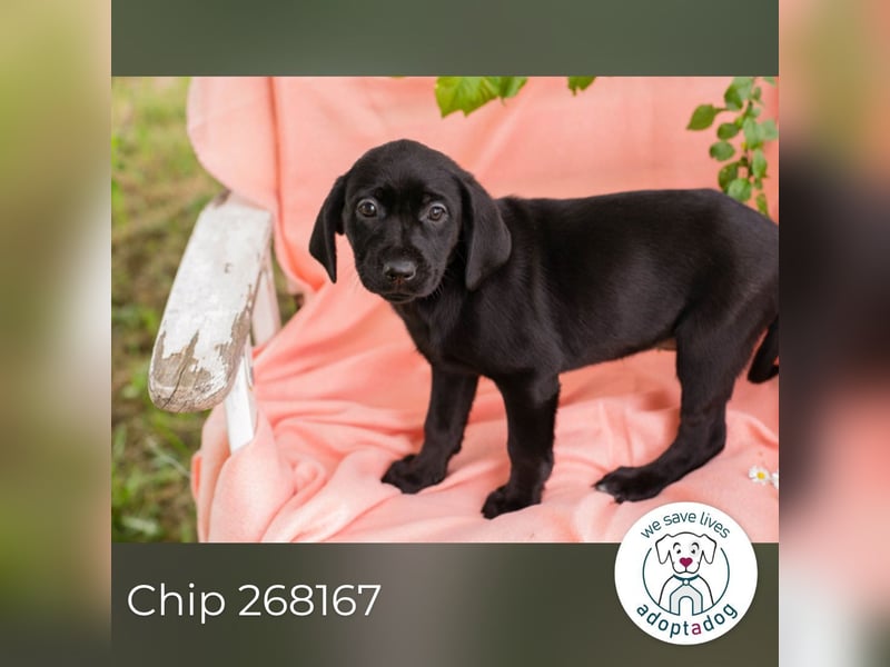 Chip 268167 sucht ein Zuhause
