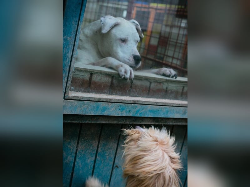 Chip 223139: Sucht ein Zuhause