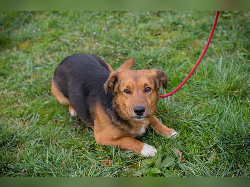 Chip 271673 sucht ein Zuhause