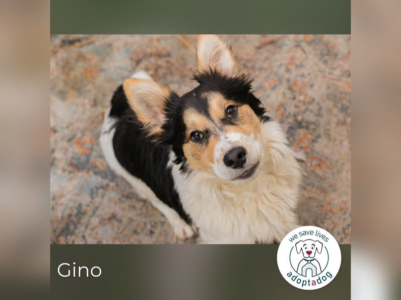 Gino: sucht ein Zuhause