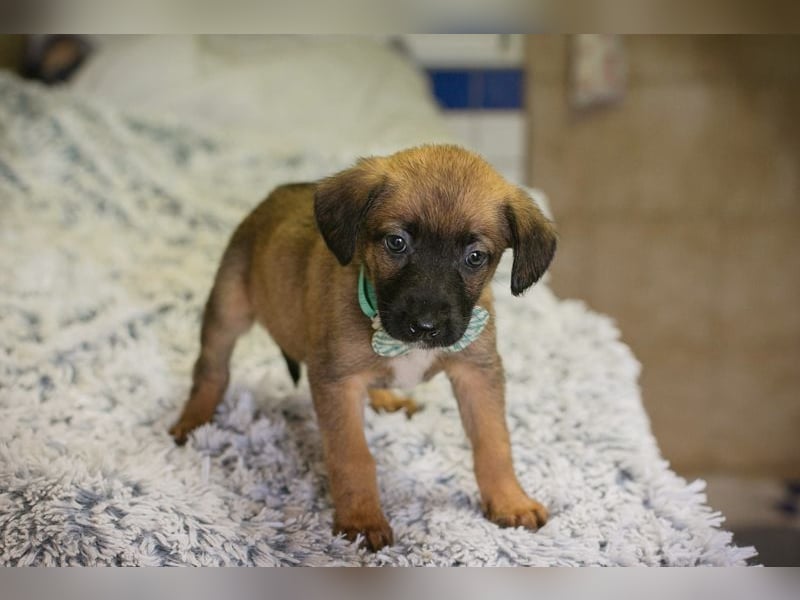 Lucky sucht ein Zuhause