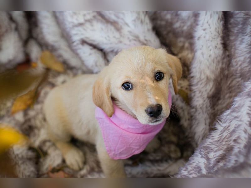 Chip 256635: Hundekind sucht ein Zuhause