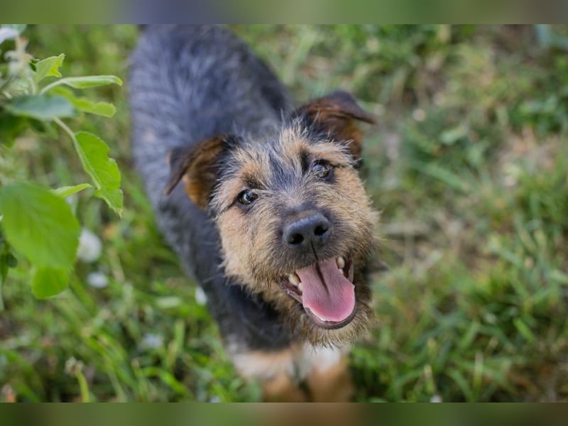 Percy sucht ein Zuhause