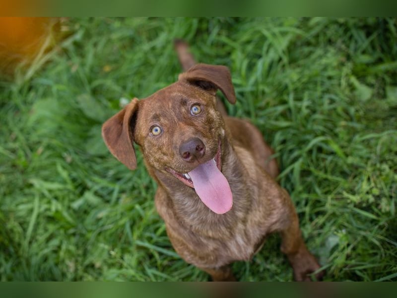 Monty sucht ein Zuhause