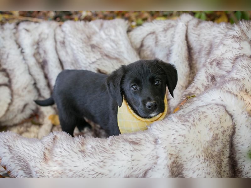 Chip 275179: Hundekind sucht ein Zuhause