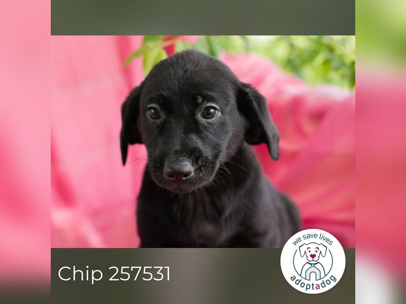Chip 257531 sucht ein Zuhause