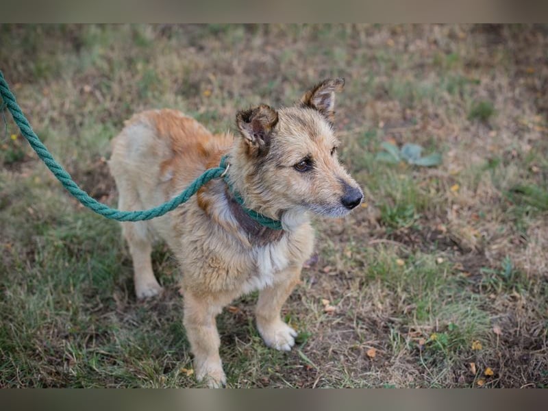 Chip 269113 sucht ein Zuhause