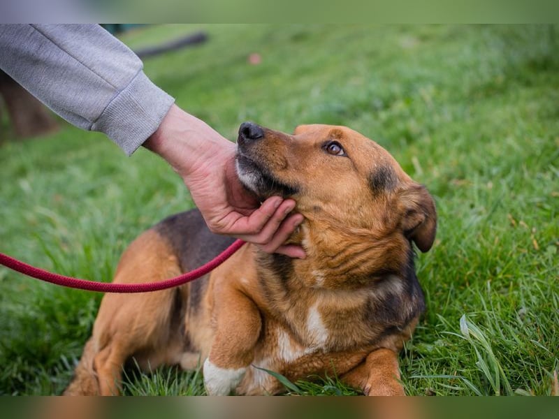 Chip 271673 sucht ein Zuhause