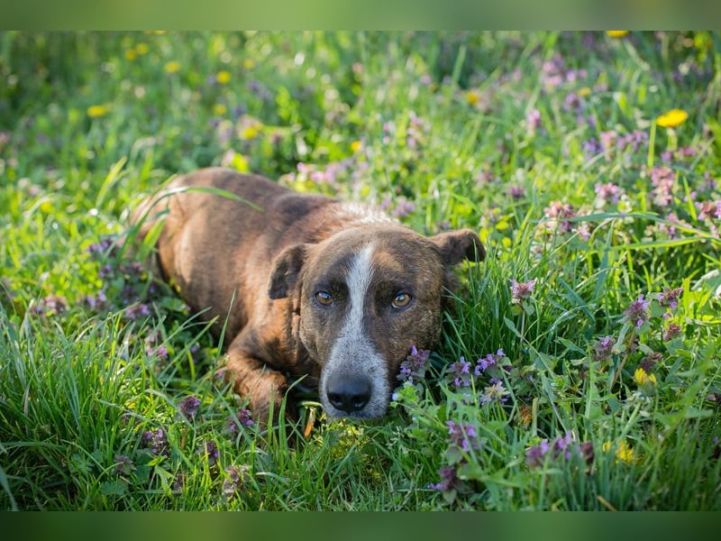 Chip 255560 sucht ein Zuhause